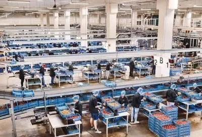 彈丸小國荷蘭 農(nóng)業(yè)技術(shù)先進(jìn)到令世界敬畏
